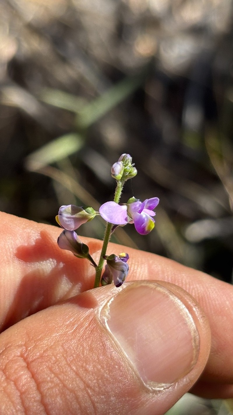 Asemeia eglandulosa