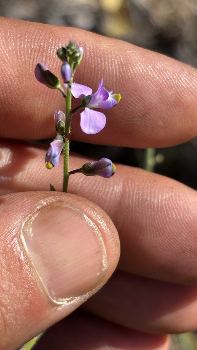 Asemeia eglandulosa photo 2