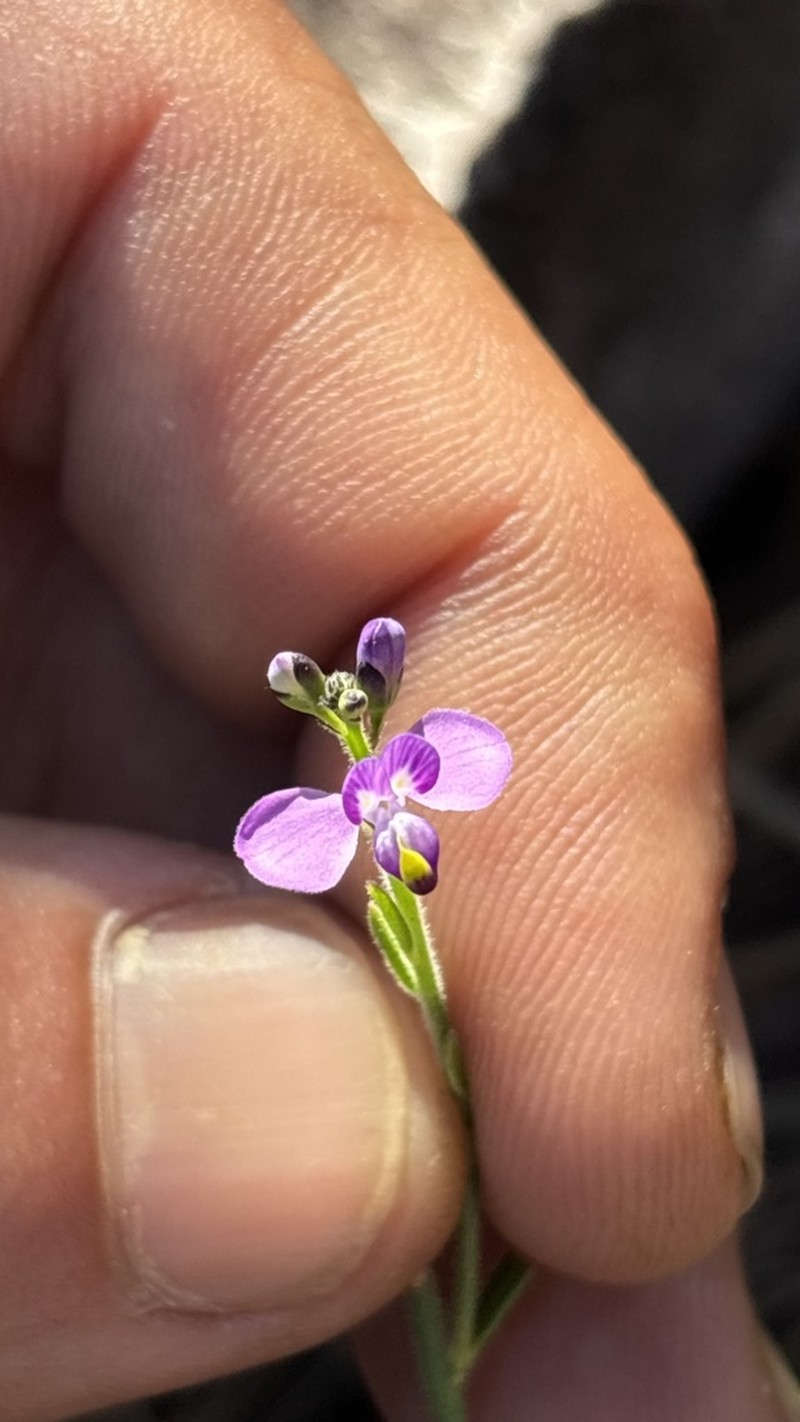 Asemeia eglandulosa photo 3