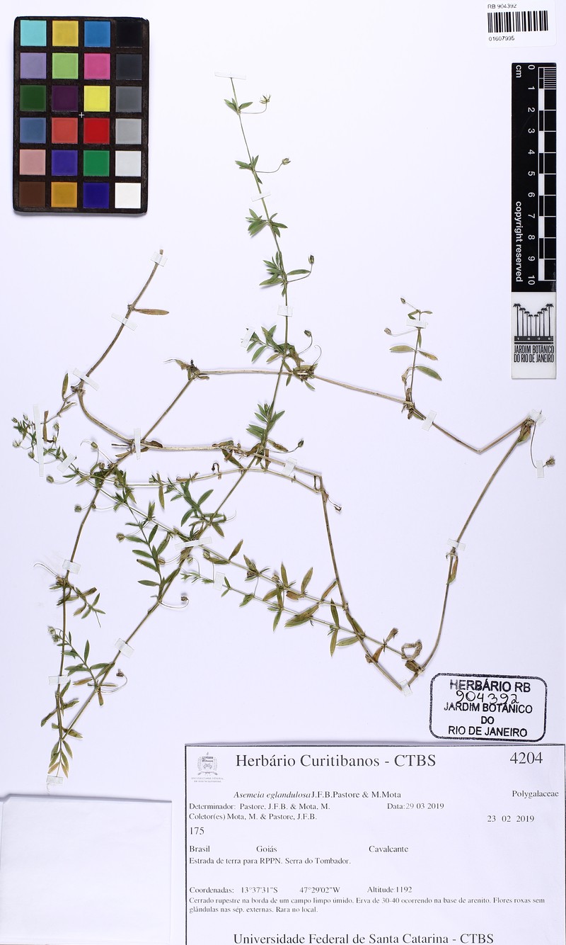 Asemeia eglandulosa photo 5