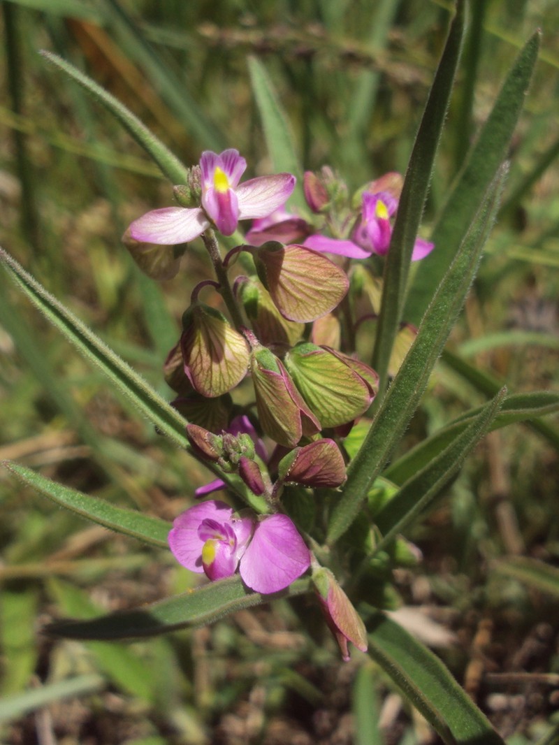 Asemeia extraaxillaris photo 2