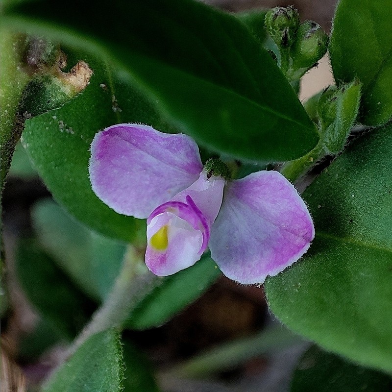 Asemeia extraaxillaris photo 3