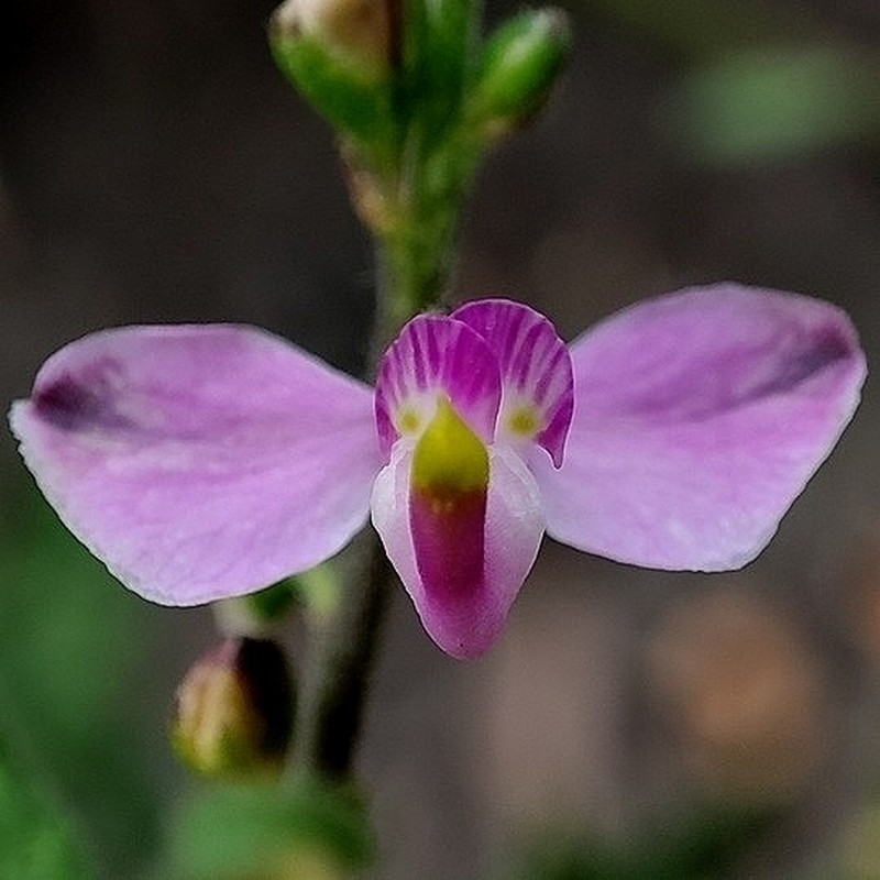 Asemeia extraaxillaris photo 4