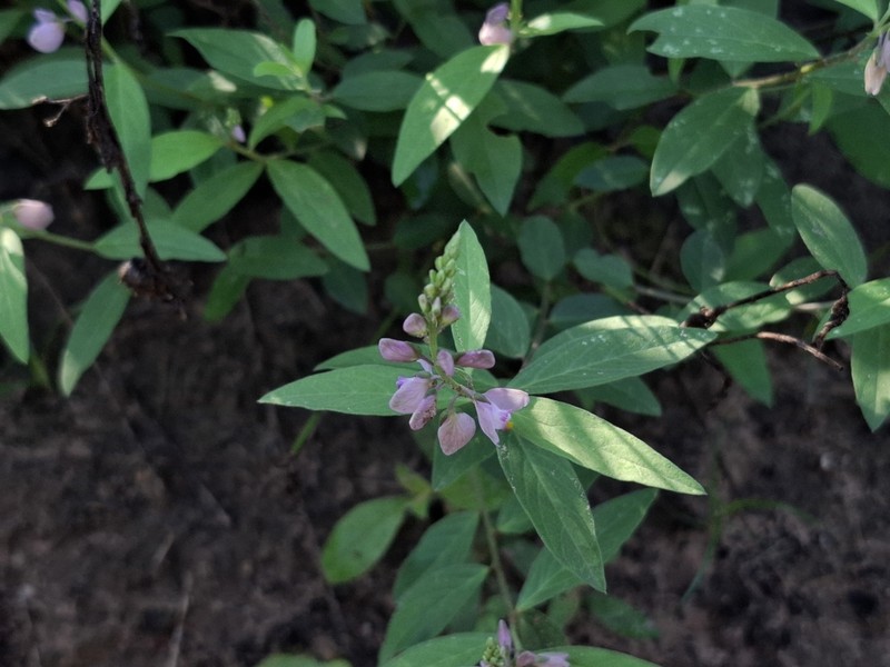 Asemeia extraaxillaris photo 6