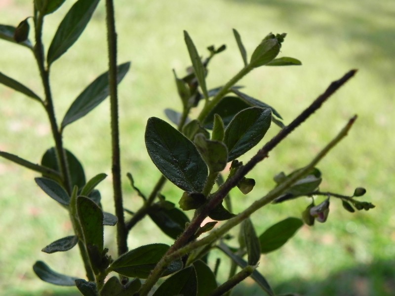 Asemeia extraaxillaris photo 7