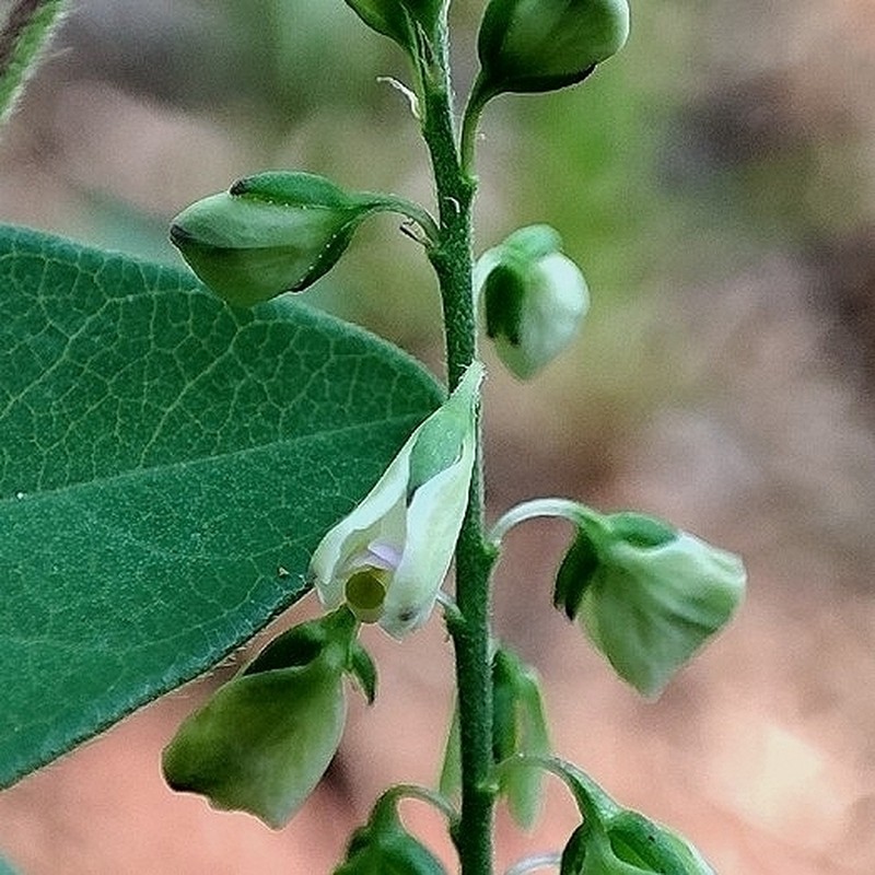 Asemeia extraaxillaris photo 8