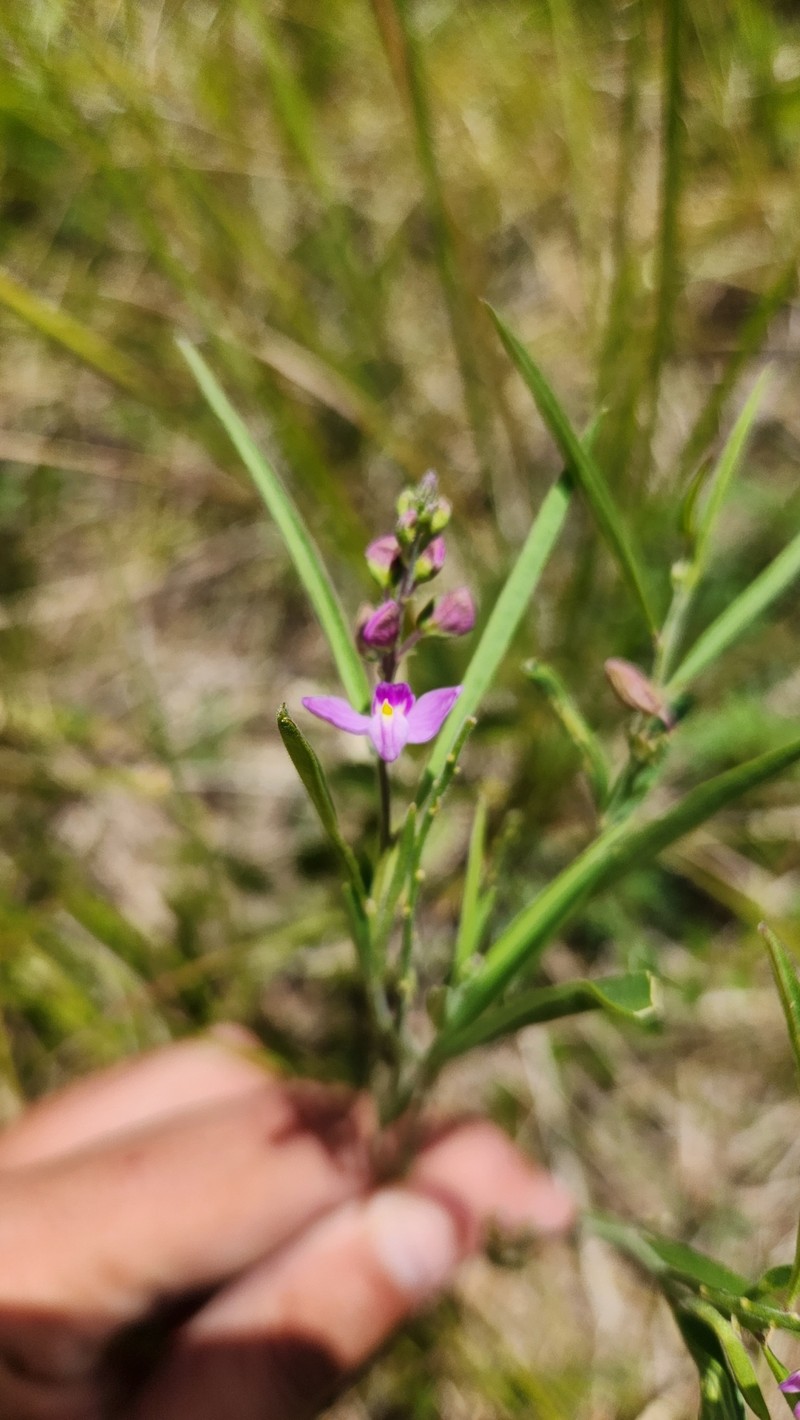 Asemeia extraaxillaris photo 3