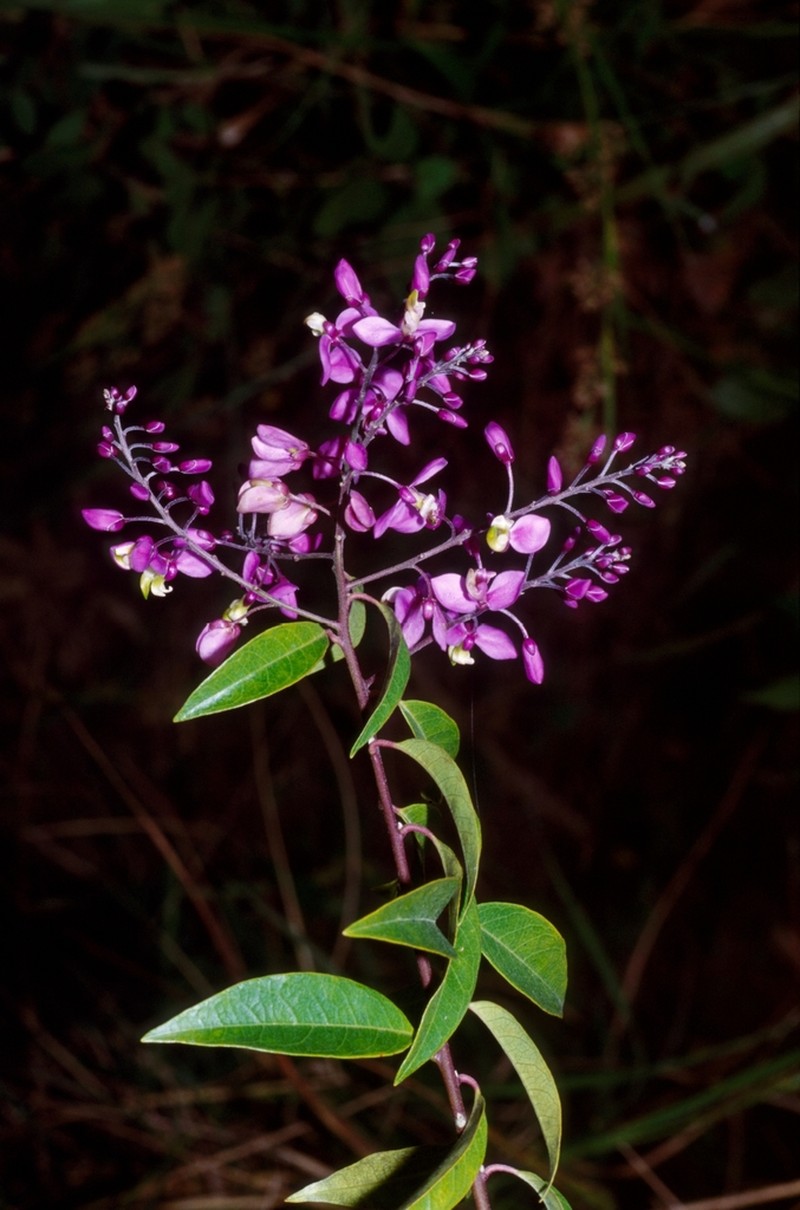 Asemeia floribunda