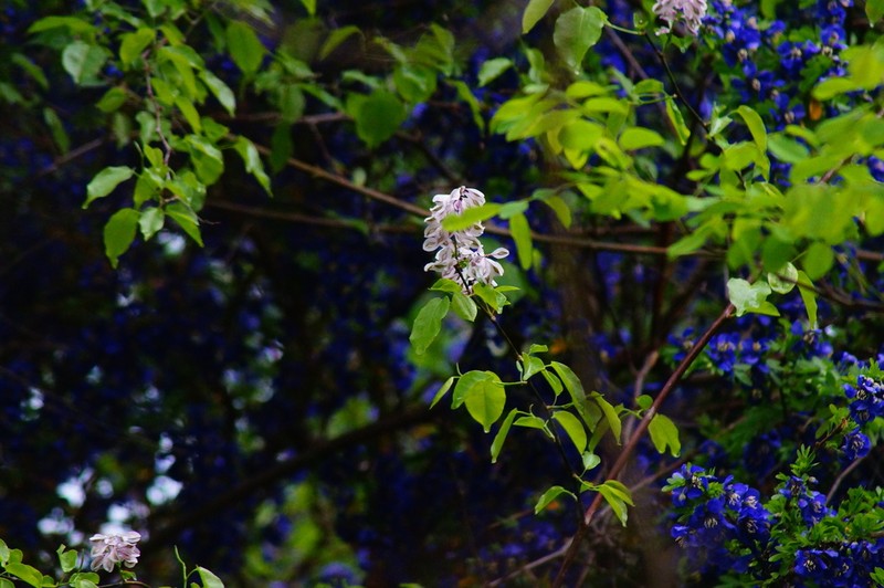 Asemeia floribunda photo 2