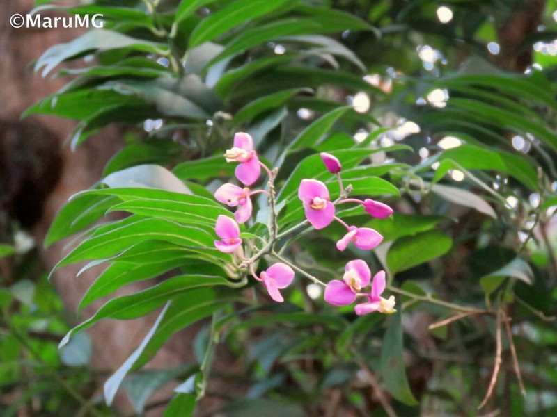 Asemeia floribunda photo 3
