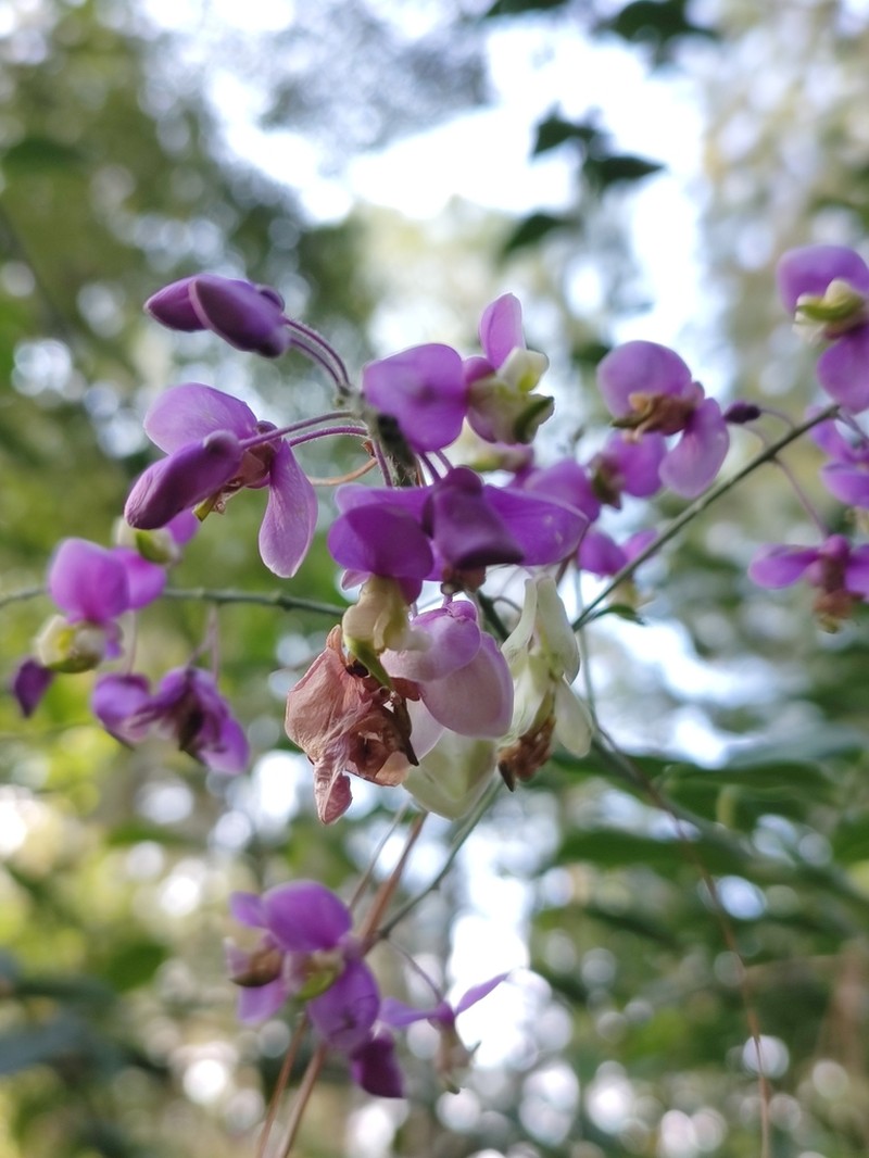 Asemeia floribunda photo 4