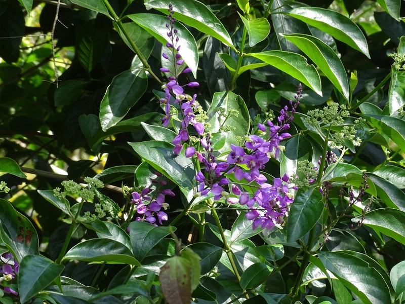 Asemeia floribunda photo 5