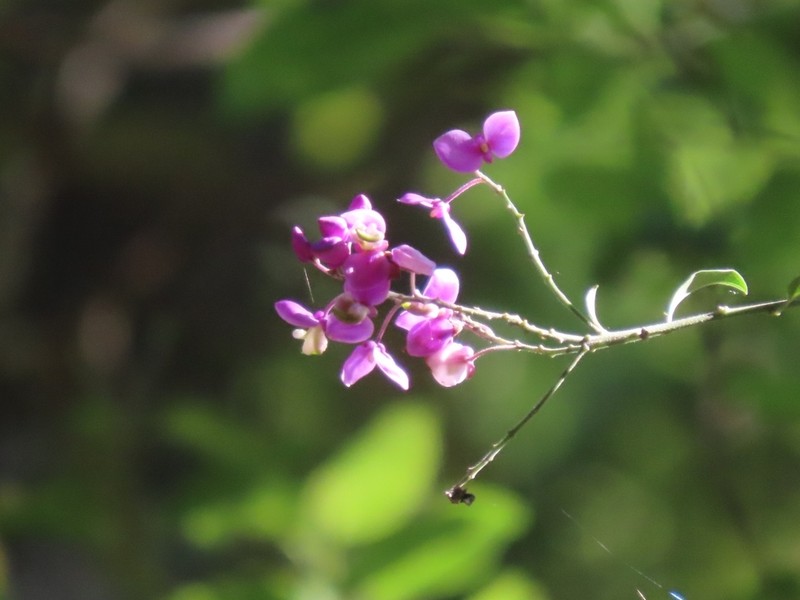 Asemeia floribunda photo 6