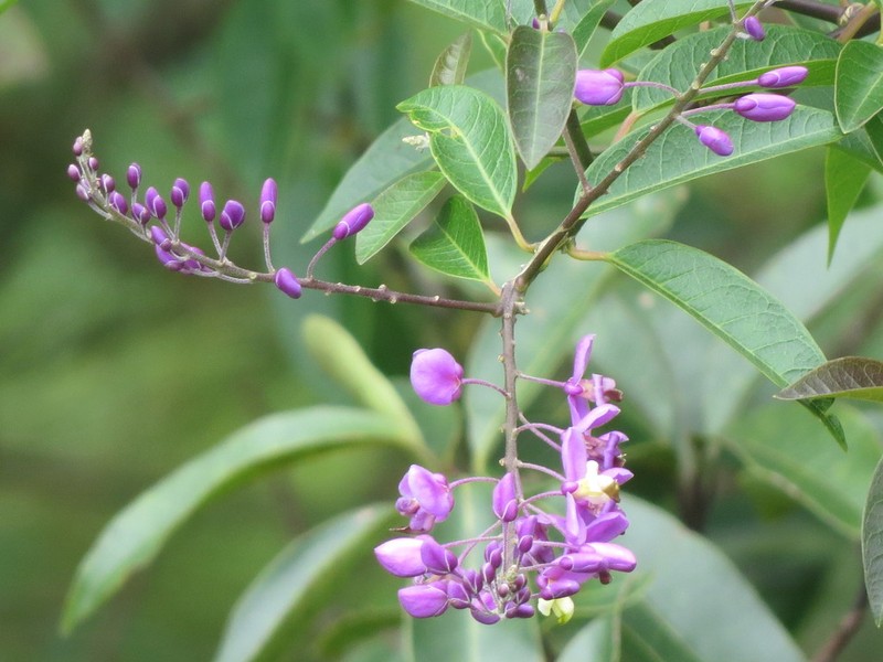 Asemeia floribunda photo 7