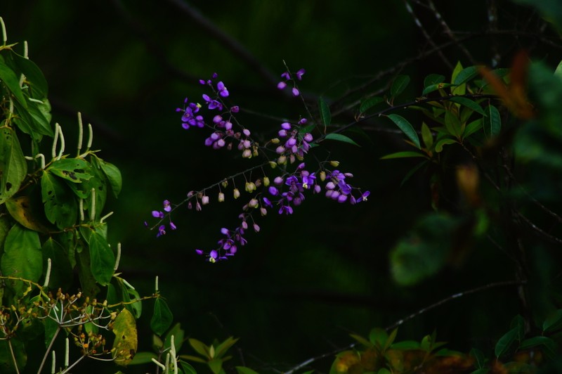 Asemeia floribunda photo 8