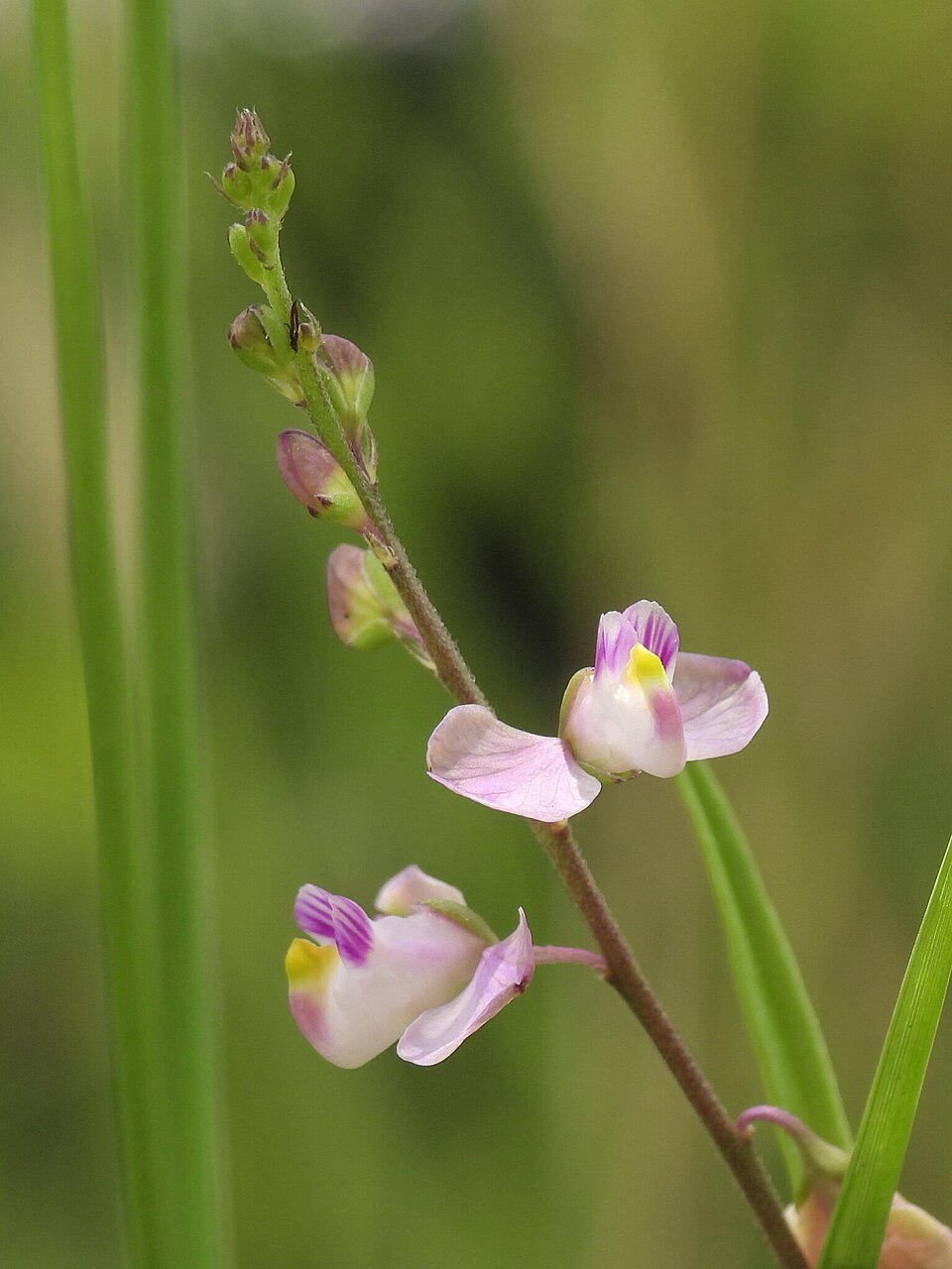 Showy Milkwort