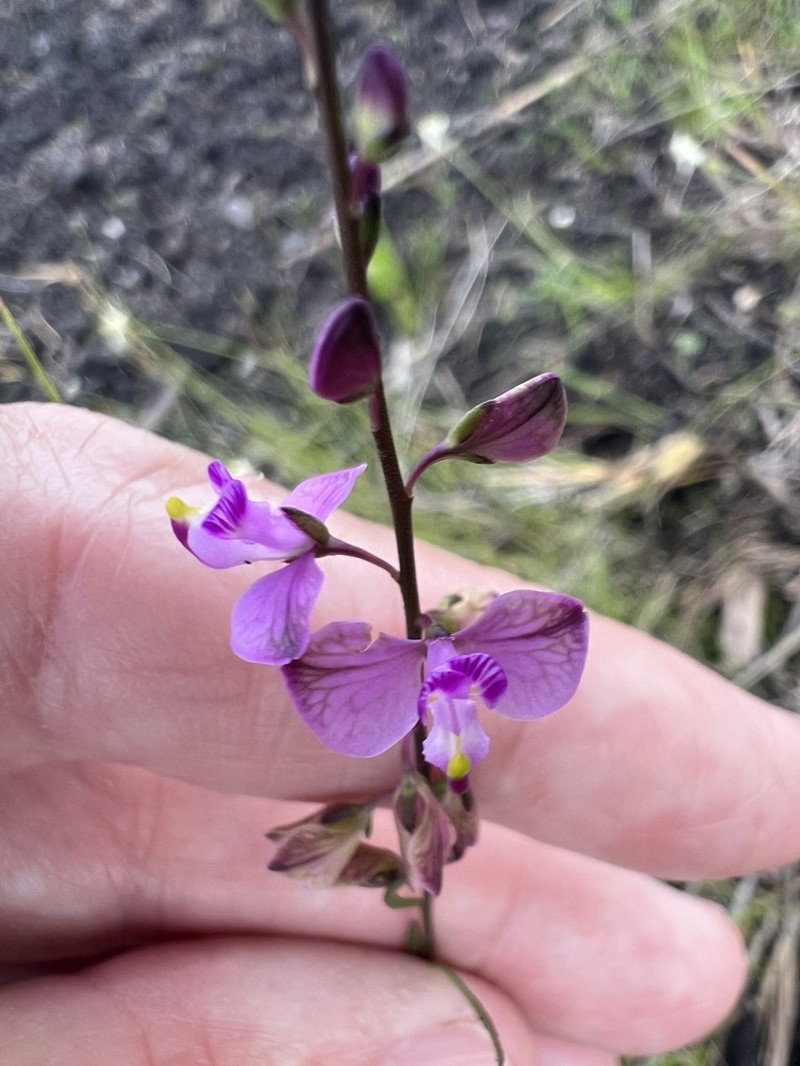 Showy Milkwort photo 3