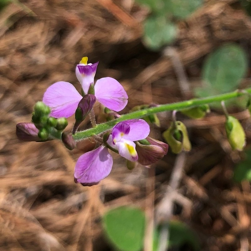 Showy Milkwort photo 4