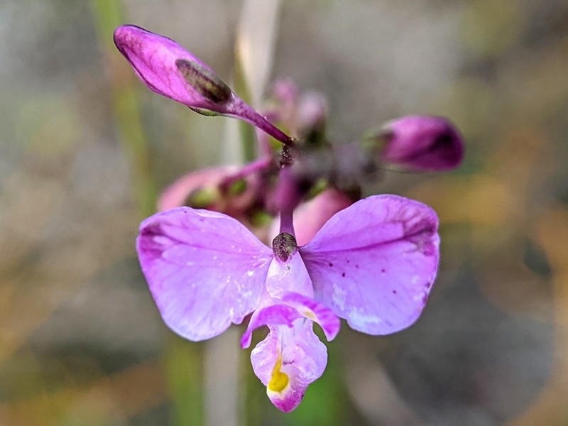 Showy Milkwort photo 5
