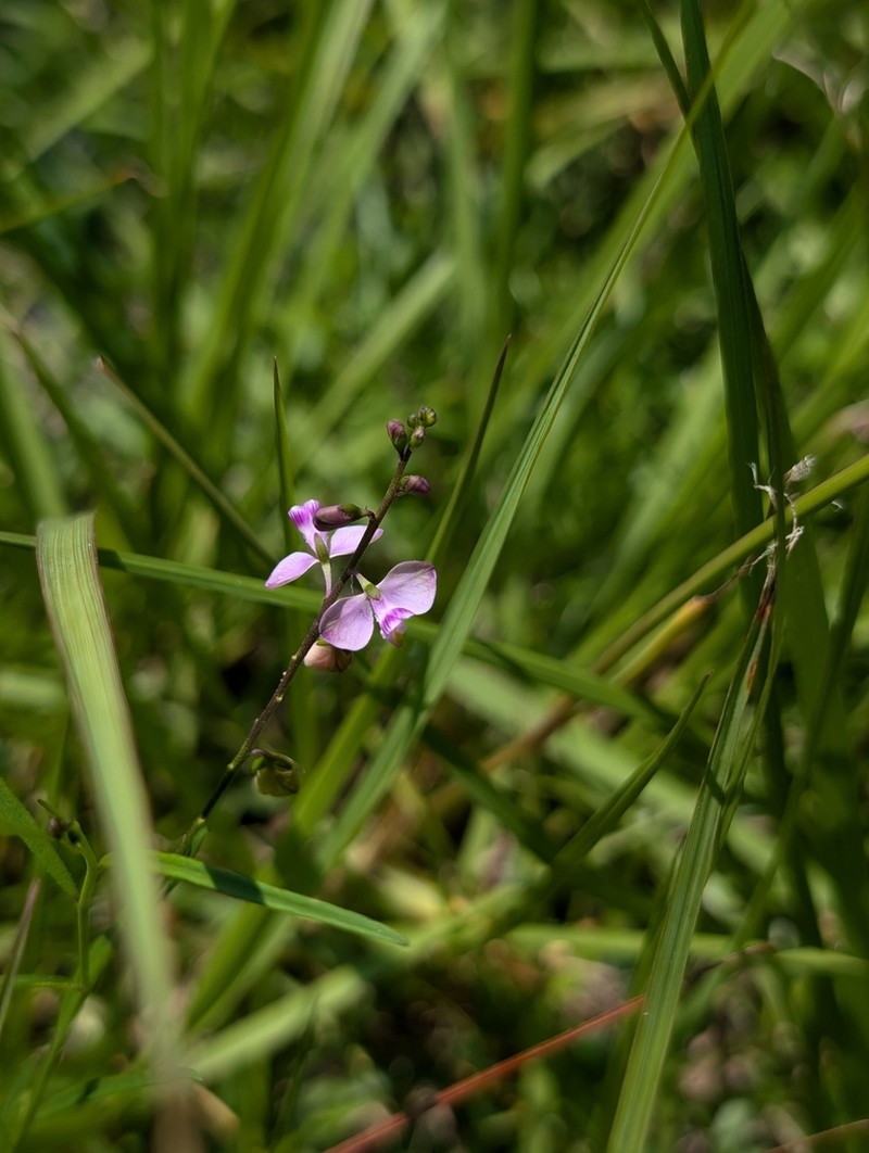 Showy Milkwort photo 6