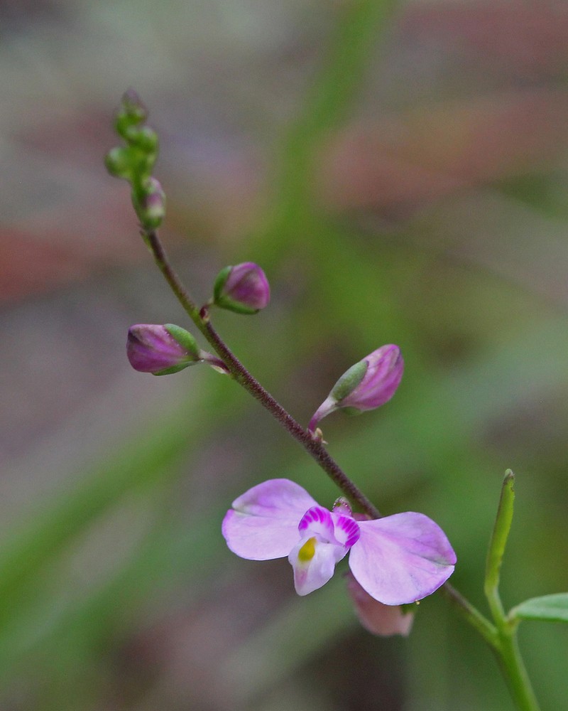 Showy Milkwort photo 7