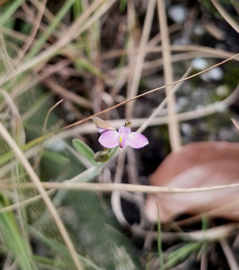 Asemeia hebeclada