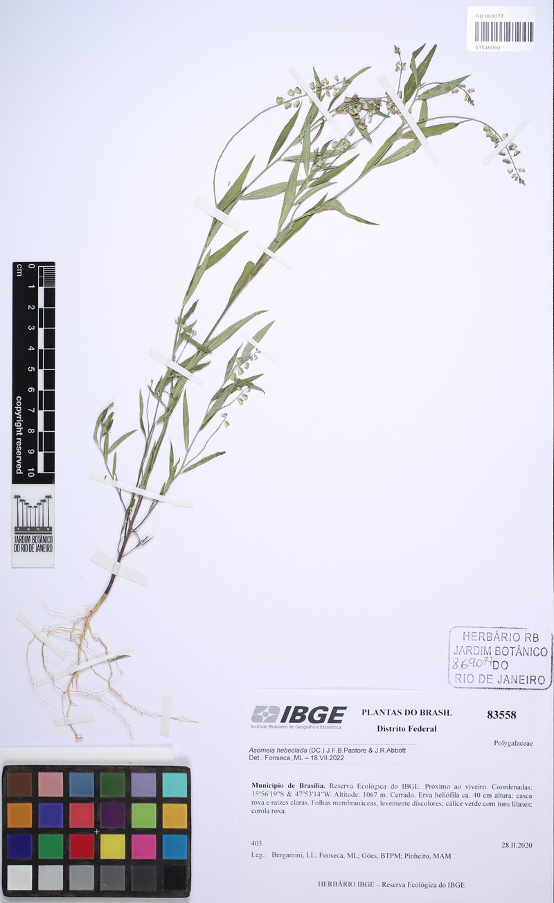 Asemeia hebeclada photo 2
