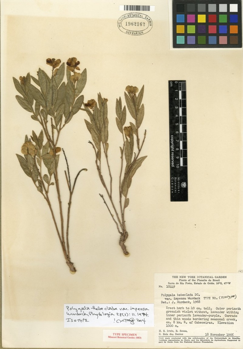 Asemeia hebeclada var. impensa