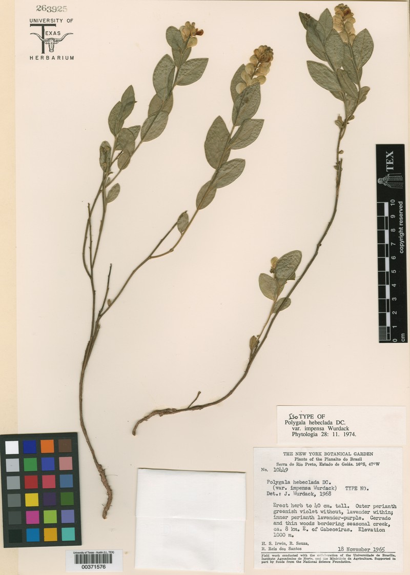Asemeia hebeclada var. impensa photo 2