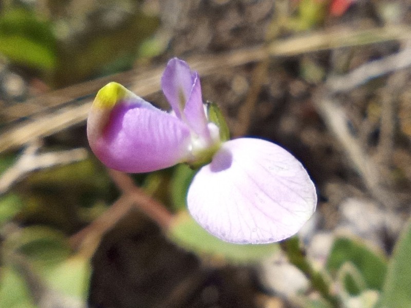 Asemeia hirsuta