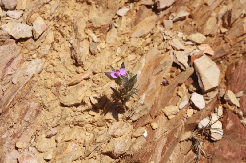 Asemeia hirsuta photo 2