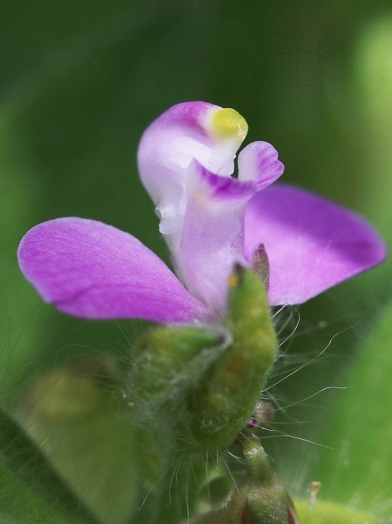 Asemeia hirsuta photo 3