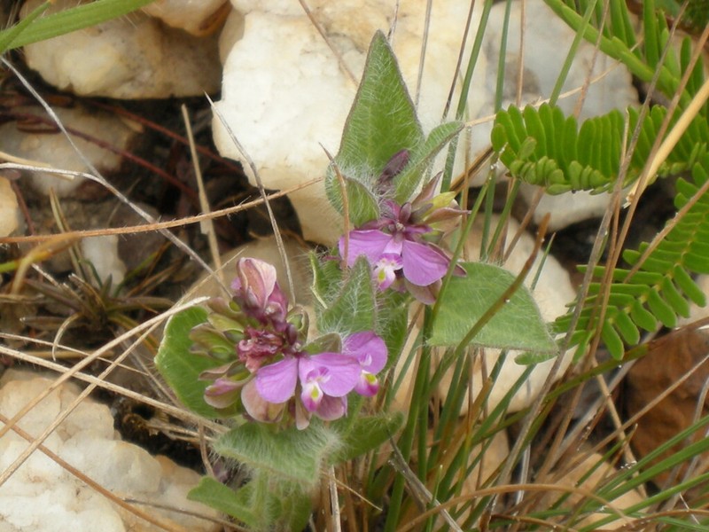 Asemeia hirsuta photo 4