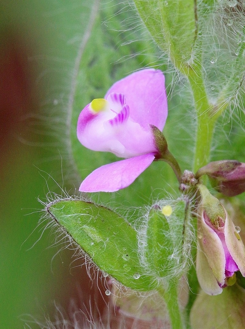 Asemeia hirsuta photo 5