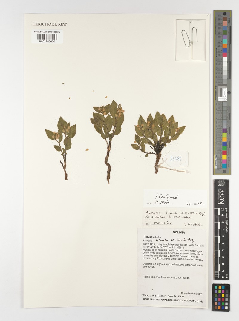 Asemeia hirsuta photo 6