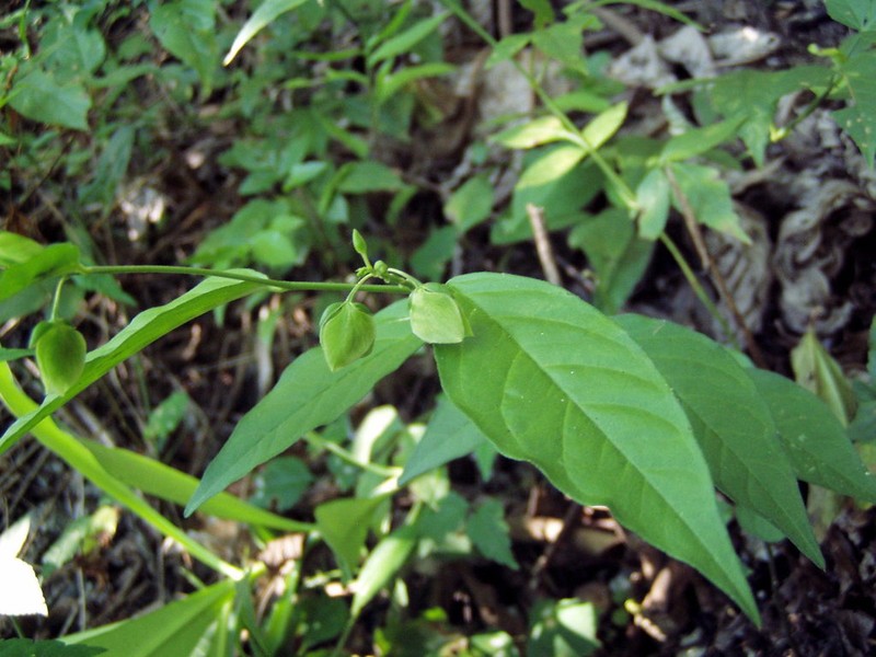 Asemeia hondurana photo 3