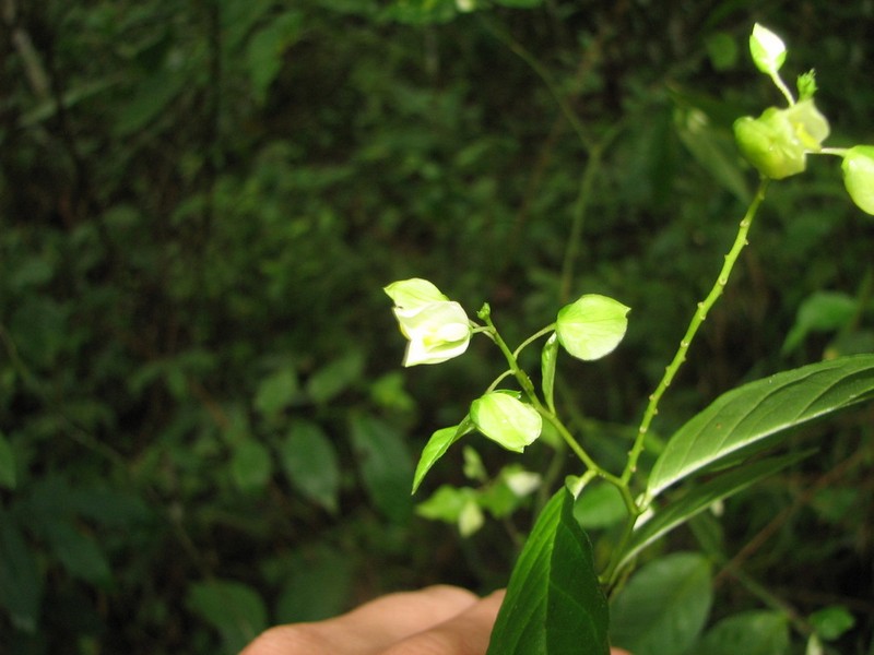 Asemeia hondurana photo 4