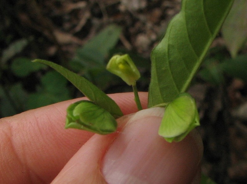 Asemeia hondurana photo 6