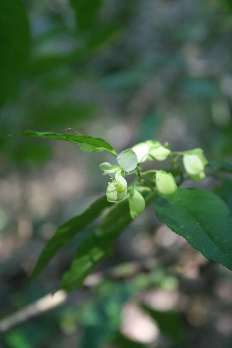 Asemeia hondurana photo 7
