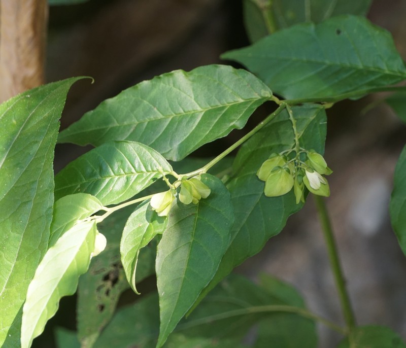 Asemeia hondurana photo 2