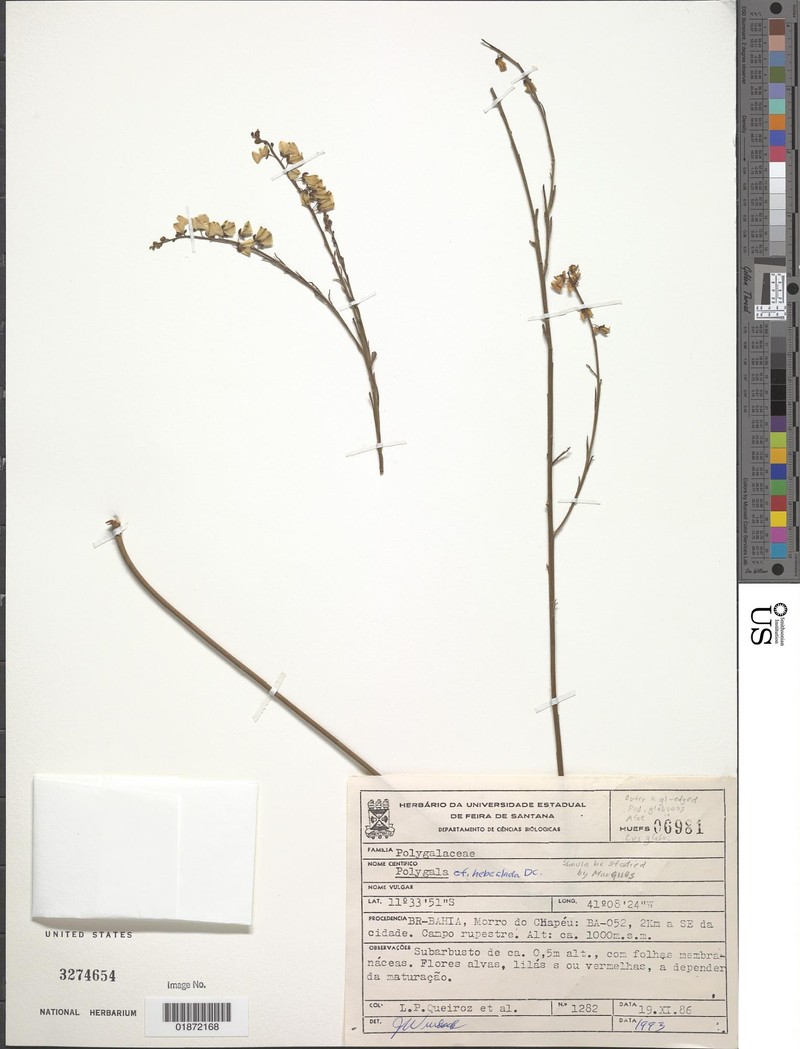 Asemeia ignatii photo 2