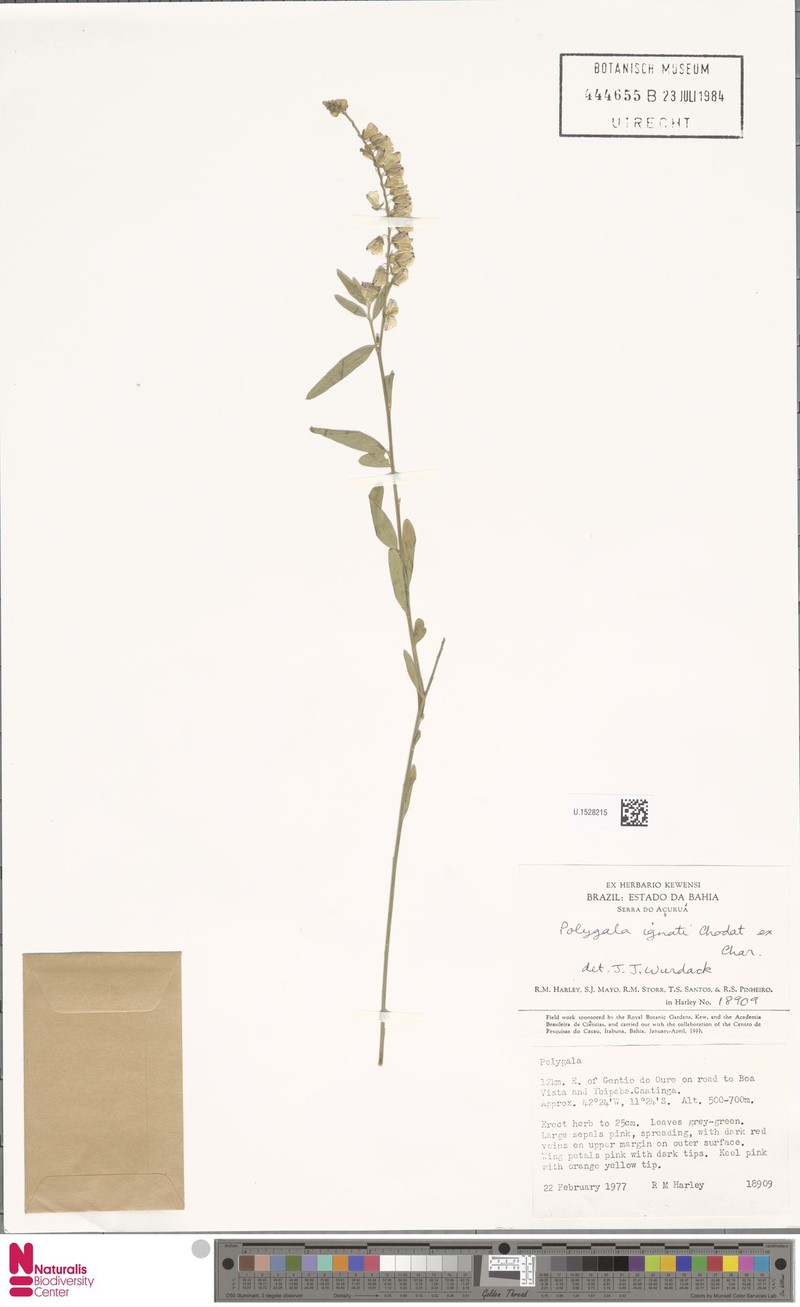 Asemeia ignatii