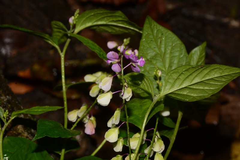 Asemeia ilheotica
