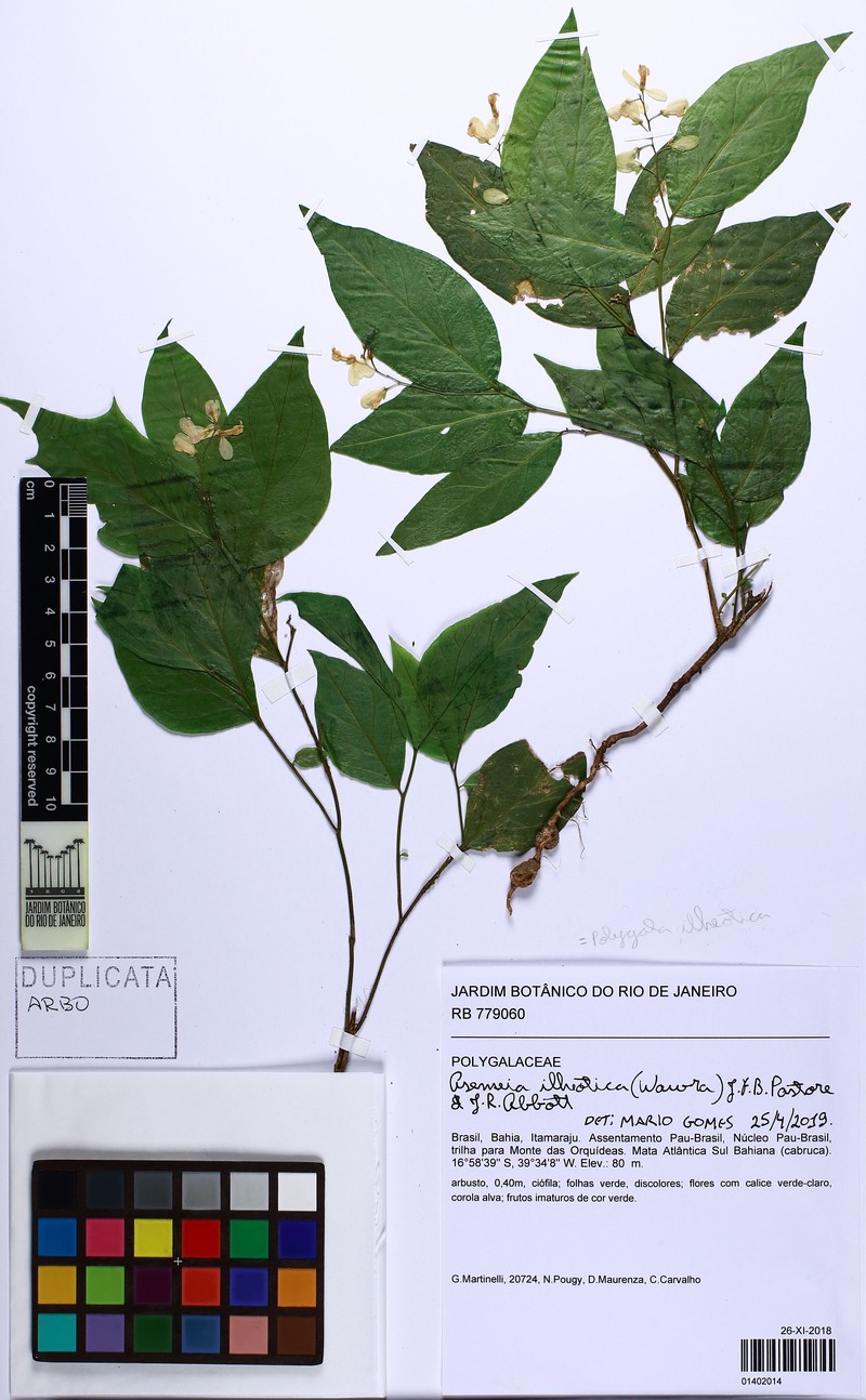 Asemeia ilheotica photo 2