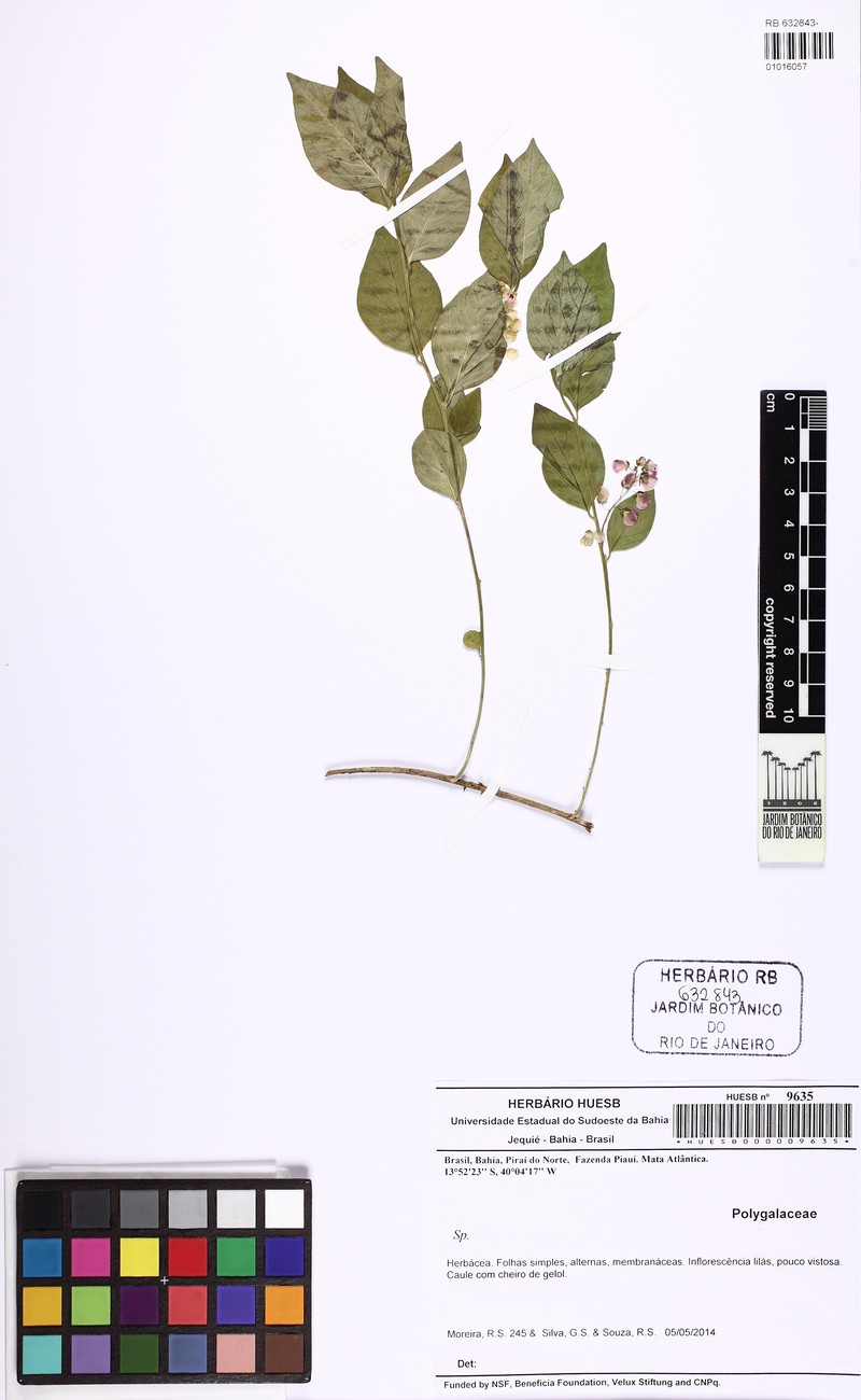 Asemeia ilheotica photo 3