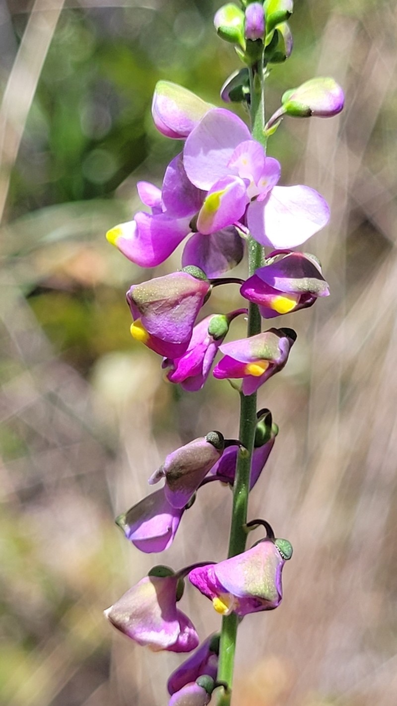 Asemeia lindmaniana photo 3