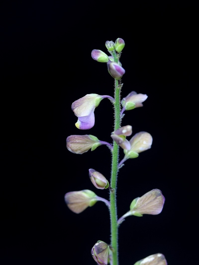 Asemeia lindmaniana