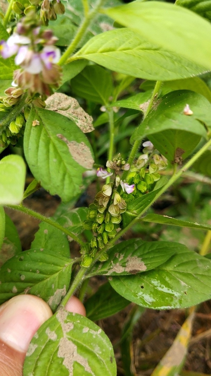 Asemeia martiana