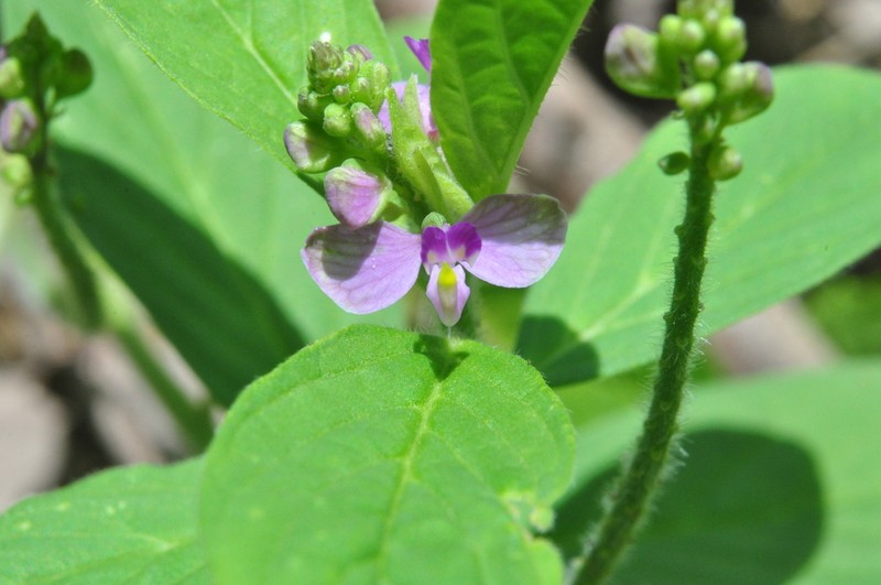 Asemeia martiana photo 2