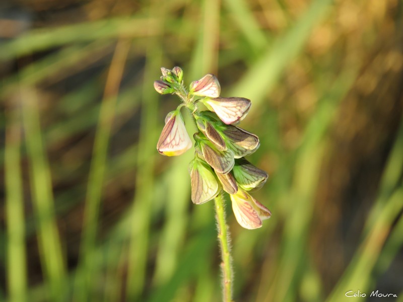 Asemeia martiana photo 4